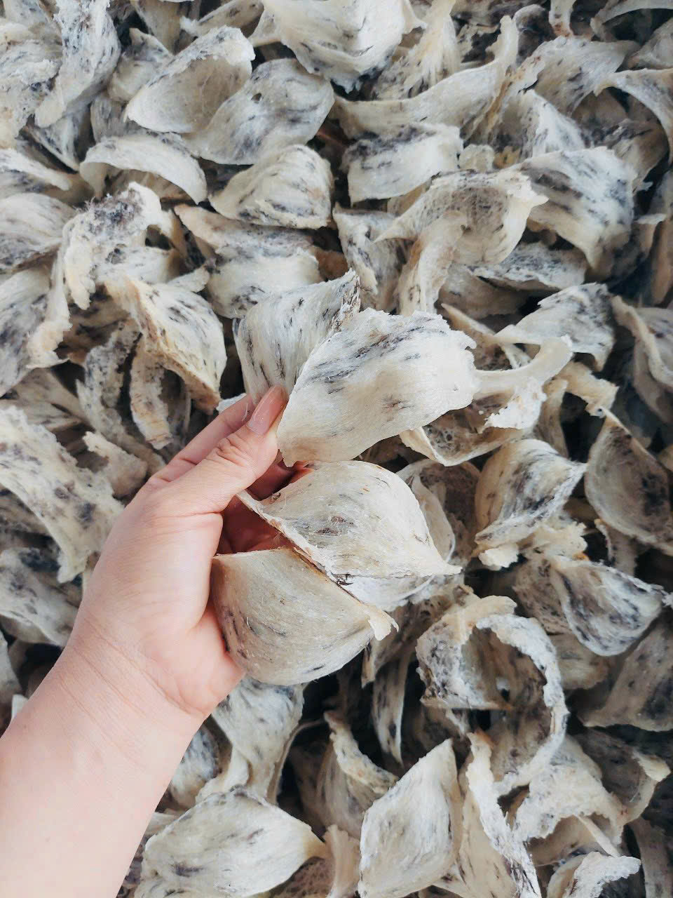 An Nam Yến Sào – Yến Sào Thượng Hạng Đậm Hồn Việt